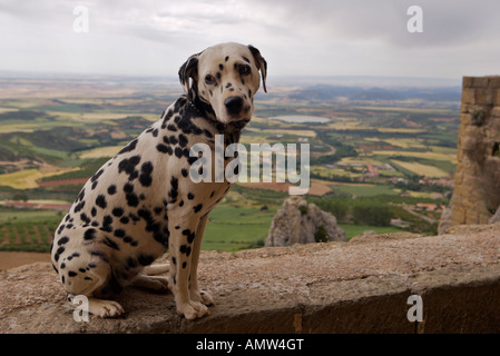 Simpatico cane dalmata seduto su una parete al Castillo de Loarre nei Pirenei pedemontana, Huesca, Aragona, Spagna, Europa. Foto Stock