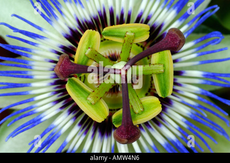 Blue o comuni o fiore della passione Passiflora caerulea Foto Stock