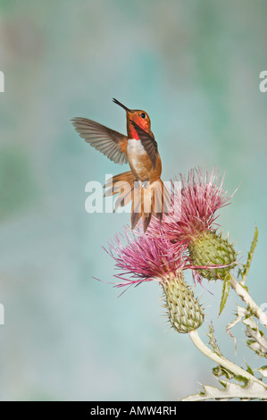 Rufous Hummingbird Selasphorus rufus maschio Gila National Forest Nuovo Messico USA Foto Stock