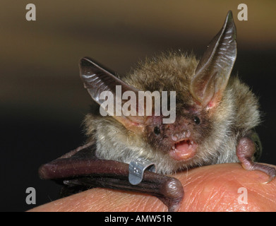 Bechstein bat / Myotis bechsteinii Foto Stock