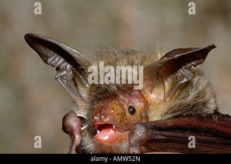 Bechstein bat / Myotis bechsteinii Foto Stock