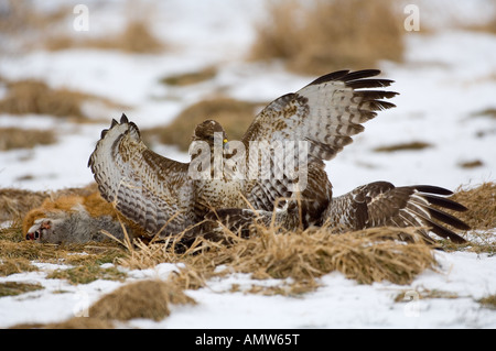 Due poiane comuni - lotta / Buteo buteo Foto Stock