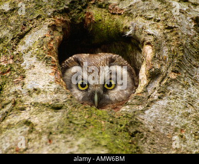 Civetta capogrosso (Aegolinus funereus) guardando fuori dalla sua cavità di nesting Foto Stock