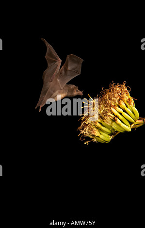 Lungo messicano-tongued Bat Choeronycteris mexicana Arizona USA Foto Stock