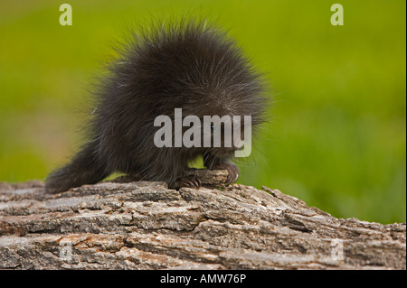 Coundou comune Erethizon dorsatum Minnesota USA Foto Stock