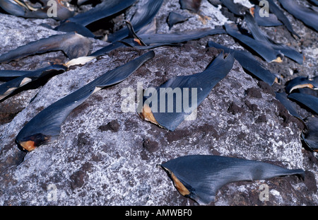 Shark s le pinne e code di essiccazione su rocce al sole Foto Stock