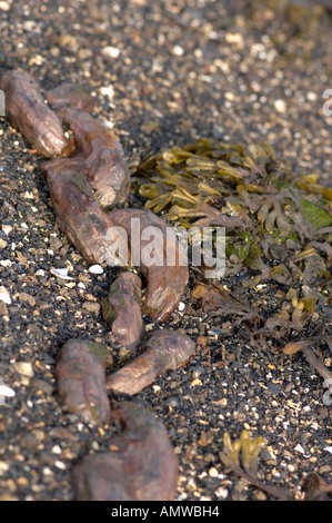 Weathered catena di ancoraggio e di alghe sulla spiaggia Foto Stock