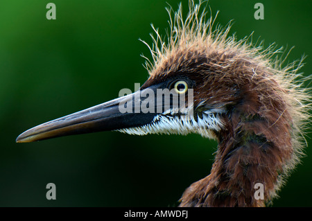 Backllit profilo di un tricolore Heron chick aventi un "cattivo capelli" giorno Foto Stock