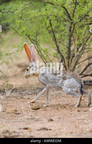 Antelope Jackrabbit Lepus alleni Oracle Pinal County Arizona Stati Uniti 23 luglio adulto leporidi Foto Stock