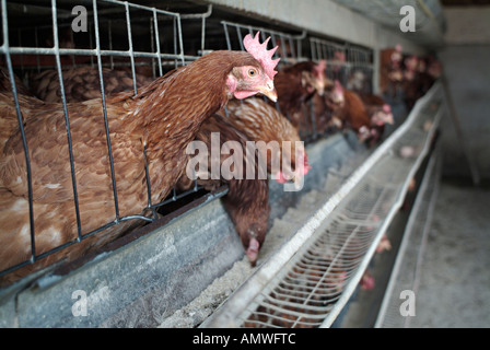 Le galline allevate in batteria su un commerciale azienda agricola di pollame Foto Stock