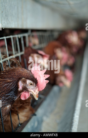 Le galline allevate in batteria su un commerciale azienda agricola di pollame Foto Stock