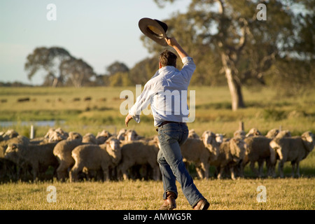 Un agricoltore raduno ovini nelle prime ore del mattino Foto Stock