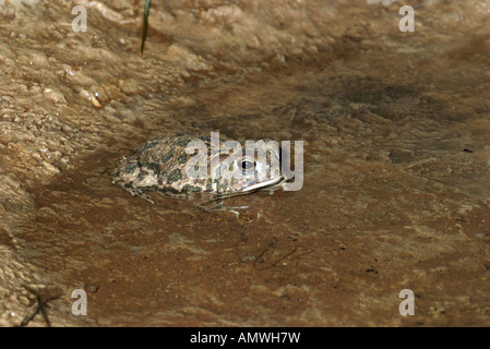 Great Plains Toad Bufo cognatus Tucson Pima County Arizona Stati Uniti Aprile Bufonidae adulti Foto Stock