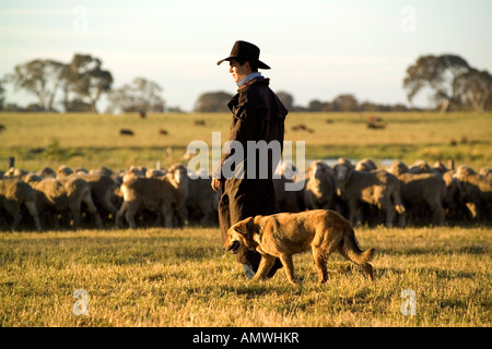 Un agricoltore raduno ovini nelle prime ore del mattino con il suo cane Foto Stock