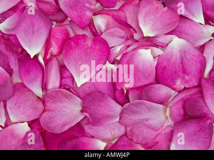 Immagine di sfondo di un bel colore rosa petali di rosa Foto Stock