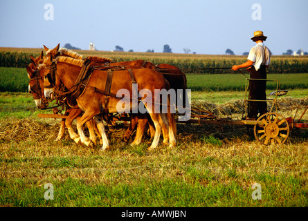 Un agricoltore Amish fieno di raccolta essendo cavallo disegnato in Pennsylvania Dutch Country Home per "gente normale", Pennsylvania, USA., Foto Stock