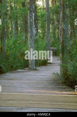 Il Boardwalk Arthur R Marshall Loxahatchee National Wildlife Refuge Florida Foto Stock