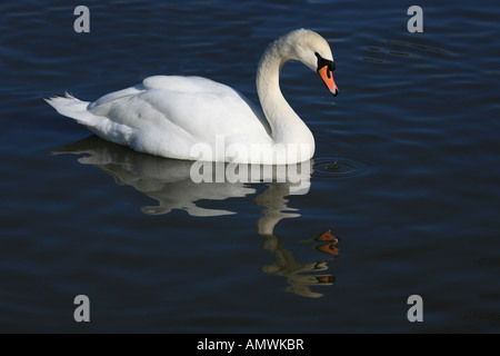 Cigno reale Foto Stock