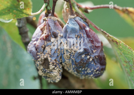 Unione prugna (Prunus domestica), con Monilia malattia causata da Monilia frutigena, Monilinia frutigena Foto Stock