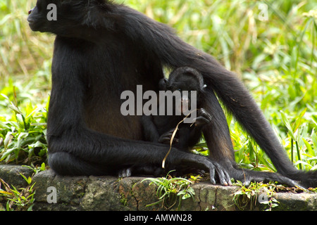 Il nero di fronte SPIDER MONKEY ATELES PANISCUS CHAMEK la madre e il bambino Foto Stock