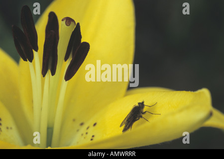 Lily (Lilium spec.), macro shot della cicatrice e stamina con gli insetti Foto Stock