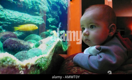 Baby guardando i pesci in un acquario Foto Stock