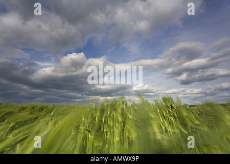 Orzo (Hordeum vulgare), il campo di grano con cielo nuvoloso, Germania, Sassonia Foto Stock
