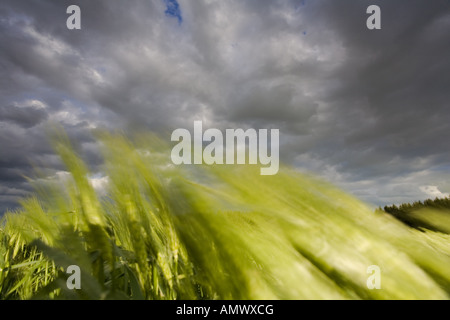 Orzo (Hordeum vulgare), il campo di grano con cielo nuvoloso, Germania, Sassonia Foto Stock