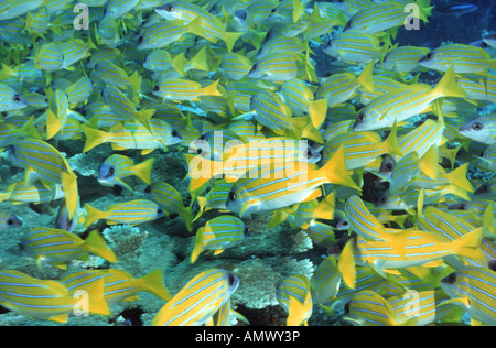 Blu-nastrare snapper, moonlighter, comune bluestripe snapper (Lutjanus kasmira), secca, Maldive, Ari-Atoll, Oceano Indiano Foto Stock