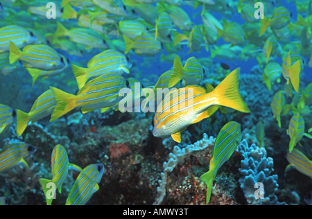 Blu-nastrare snapper, moonlighter, comune bluestripe snapper (Lutjanus kasmira), secca, Maldive, Ari-Atoll, Oceano Indiano Foto Stock