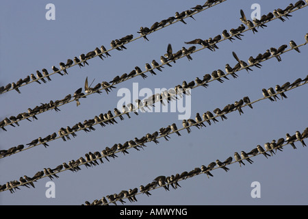 Sabbia martin (Riparia Riparia), gregge su un cavo telefonico, Paesi Bassi Foto Stock