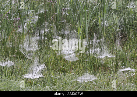 Foglio-web weaver, foglio-web spinner (Linyphiidae), ragnatele su un prato con rugiada di mattina, la zona della Ruhr Foto Stock