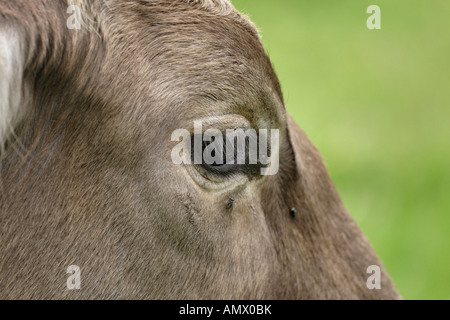 Gli animali domestici della specie bovina (Bos primigenius f. taurus), ritratto, in Germania, in Baviera, Allgaeu Foto Stock