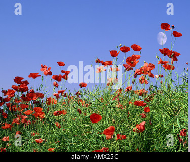 Papaveri: lat papaver Foto Stock