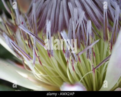 Re Protea (Protea cynaroides), dettaglio del fiore Foto Stock