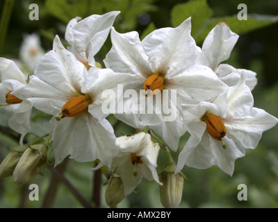 Patata (solanum tuberosum), fiori Foto Stock