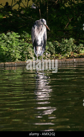 Airone cenerino, Ardea cinerea, Ardeidi Foto Stock