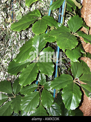 Vitigno di castagno, Lizard impianto (Tetrastigma voinierianum), foglie Foto Stock