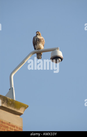 Red tailed hawk veglia su di una scena urbana dalla cima di un circuito chiuso di telecamere di sicurezza di stare su un edificio in mattoni. Foto Stock