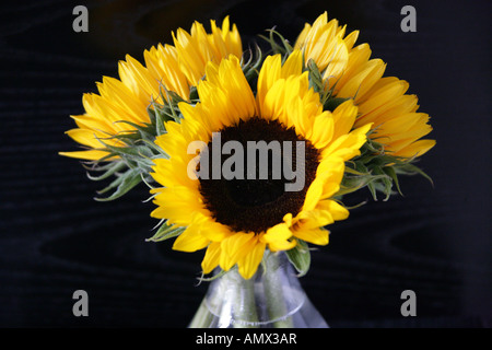 Tre campi di girasoli in un vaso di vetro, Helianthus annuus, Asteraceae Foto Stock