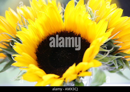 Tre campi di girasoli in un vaso di vetro, Helianthus annuus, Asteraceae Foto Stock