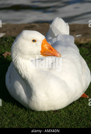 Domestico Oca Bianca, anatidi Foto Stock