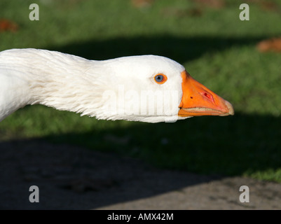 Domestico Oca Bianca, Anser, anatidi Foto Stock