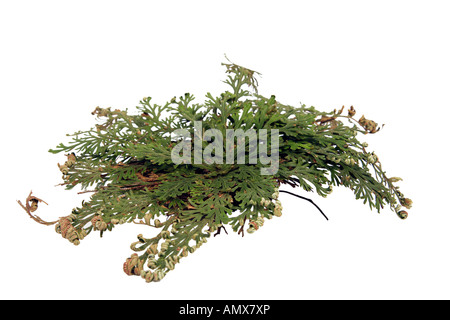 Impianto di risurrezione, Rose di Gerico, Perù Farnmoss (Selaginella lepidophylla), aperto Foto Stock