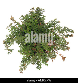 Impianto di risurrezione, Rose di Gerico, Perù Farnmoss (Selaginella lepidophylla), aperto Foto Stock