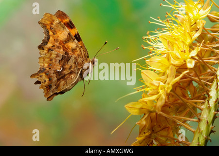 Close-up di virgola (Polygonia c-album) butterfly flying vicino a fiore Foto Stock