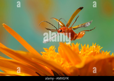 Close-up di comune soldato rosso beetle (Rhagonycha fulva) passando sul fiore Foto Stock