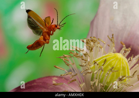 Close-up di comune soldato rosso beetle (Rhagonycha fulva) passando sul fiore Foto Stock