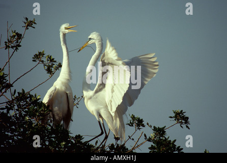 Airone bianco maggiore Casmerodius Albus Florida Foto Stock