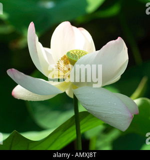 Close-up di fiore in fiore nel campo Foto Stock